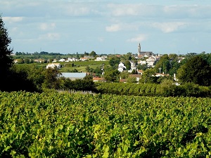 Randonnée autour du vignoble de Sèvre et Maine ( Loire-Atlantique, Vendée) 7